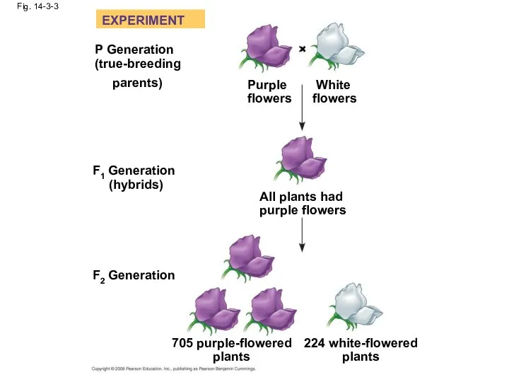 Fig. 14-3-3 EXPERIMENT P Generation (true-breeding parents) Purple flowers White flowers