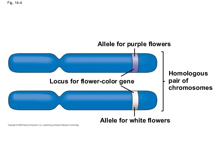 Fig. 14-4 Allele for purple flowers Homologous pair of chromosomes Locus