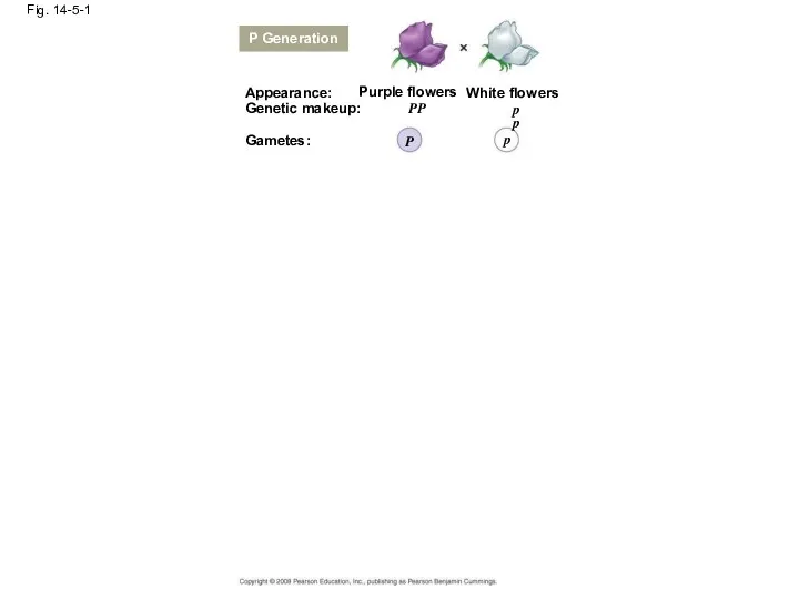 Fig. 14-5-1 P Generation Appearance: Genetic makeup: Gametes: Purple flowers White flowers PP P pp p