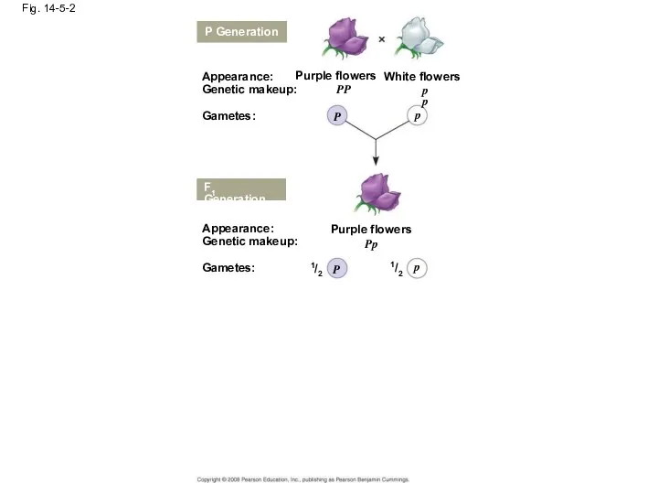 Fig. 14-5-2 P Generation Appearance: Genetic makeup: Gametes: Purple flowers White