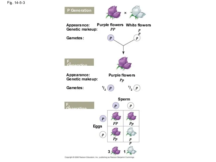 Fig. 14-5-3 P Generation Appearance: Genetic makeup: Gametes: Purple flowers White