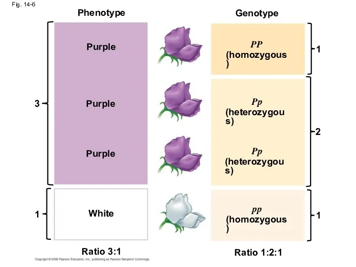 Fig. 14-6 Phenotype Purple Purple 3 Purple Genotype 1 White Ratio