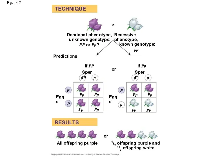 Fig. 14-7 TECHNIQUE RESULTS Dominant phenotype, unknown genotype: PP or Pp?