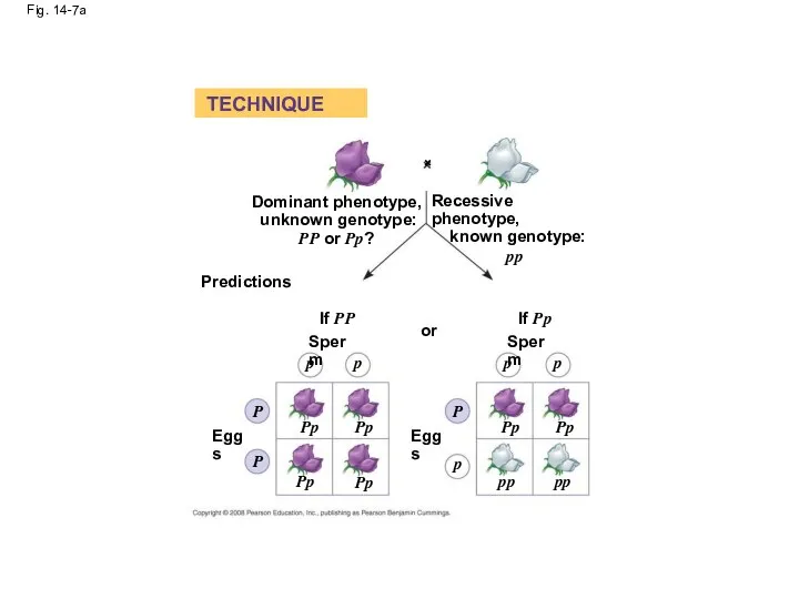 Fig. 14-7a Dominant phenotype, unknown genotype: PP or Pp? Predictions Recessive