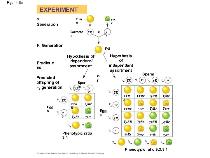 Fig. 14-8a EXPERIMENT P Generation F1 Generation Predictions Gametes Hypothesis of