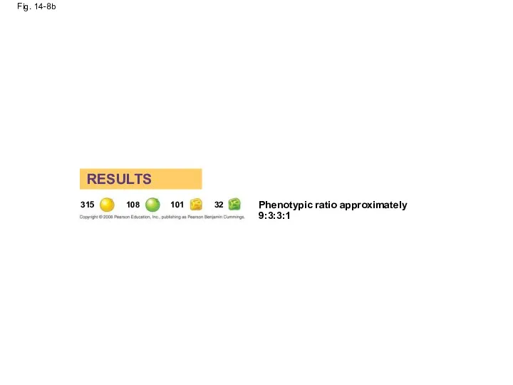 Fig. 14-8b RESULTS Phenotypic ratio approximately 9:3:3:1 315 108 101 32