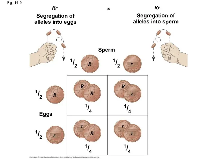 Fig. 14-9 Rr Rr × Segregation of alleles into eggs Sperm