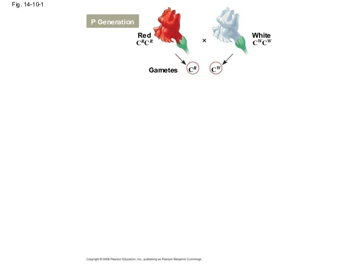 Fig. 14-10-1 Red P Generation Gametes White CRCR CWCW CR CW