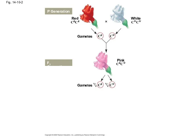 Fig. 14-10-2 Red P Generation Gametes White CRCR CWCW CR CW