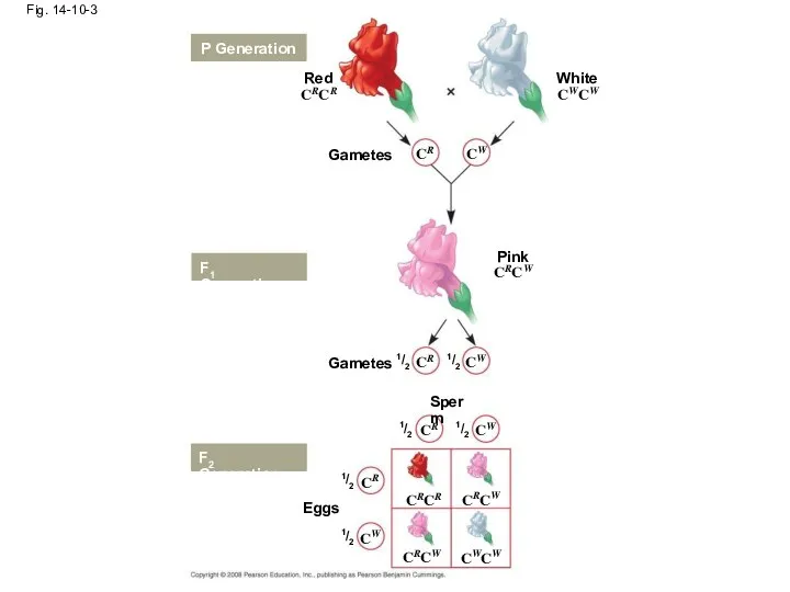 Fig. 14-10-3 Red P Generation Gametes White CRCR CWCW CR CW