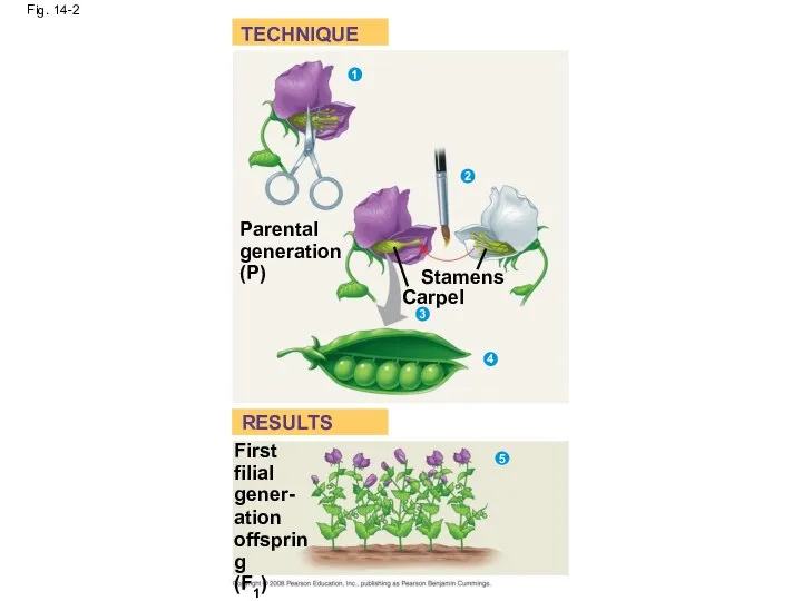 Fig. 14-2 TECHNIQUE RESULTS Parental generation (P) Stamens Carpel 1 2