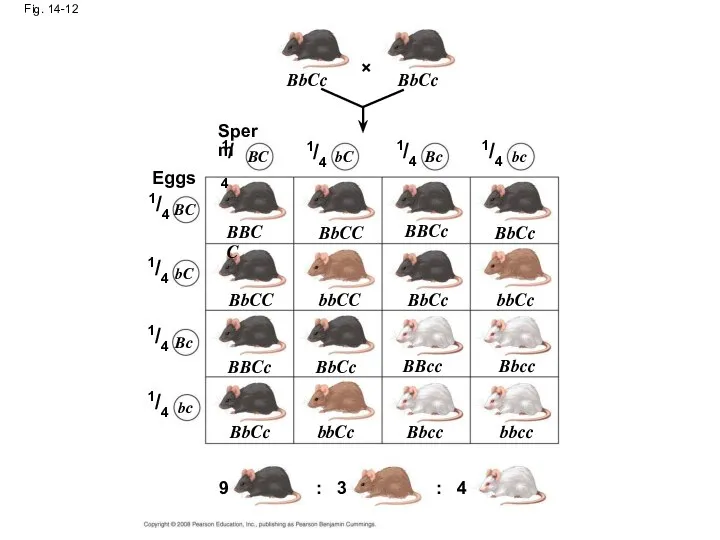 Fig. 14-12 BbCc BbCc Sperm Eggs BC bC Bc bc BC