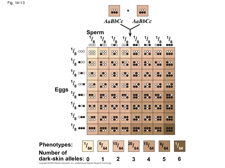 Fig. 14-13 Eggs Sperm Phenotypes: Number of dark-skin alleles: 0 1