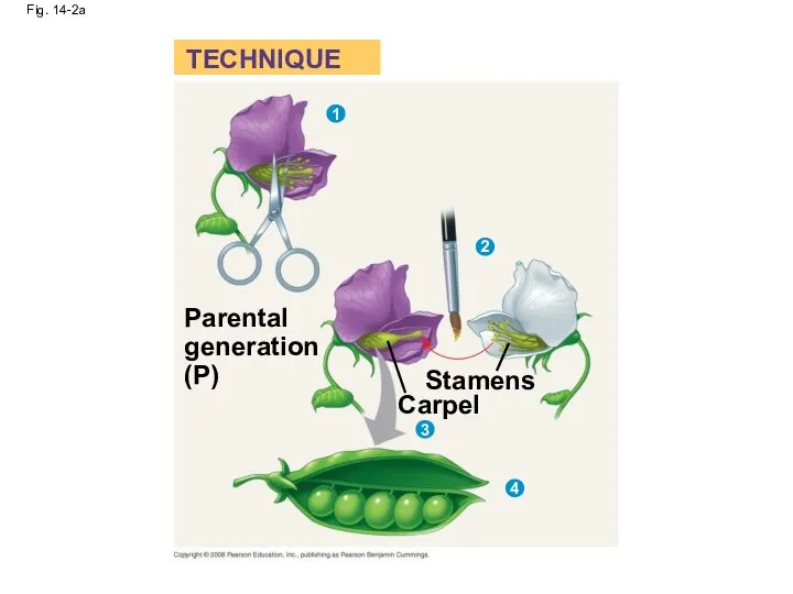 Fig. 14-2a Stamens Carpel Parental generation (P) TECHNIQUE 1 2 3 4