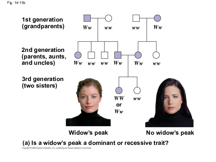 Fig. 14-15b 1st generation (grandparents) 2nd generation (parents, aunts, and uncles)