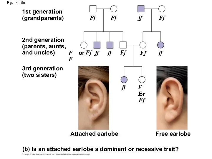 Fig. 14-15c Attached earlobe 1st generation (grandparents) 2nd generation (parents, aunts,