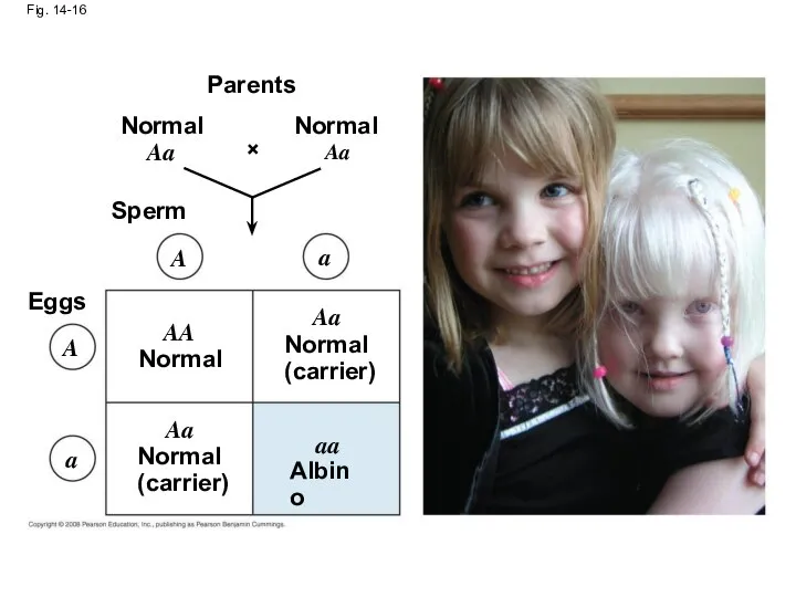 Fig. 14-16 Parents Normal Normal Sperm Eggs Normal Normal (carrier) Normal