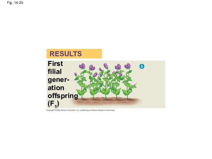 Fig. 14-2b First filial gener- ation offspring (F1) RESULTS 5