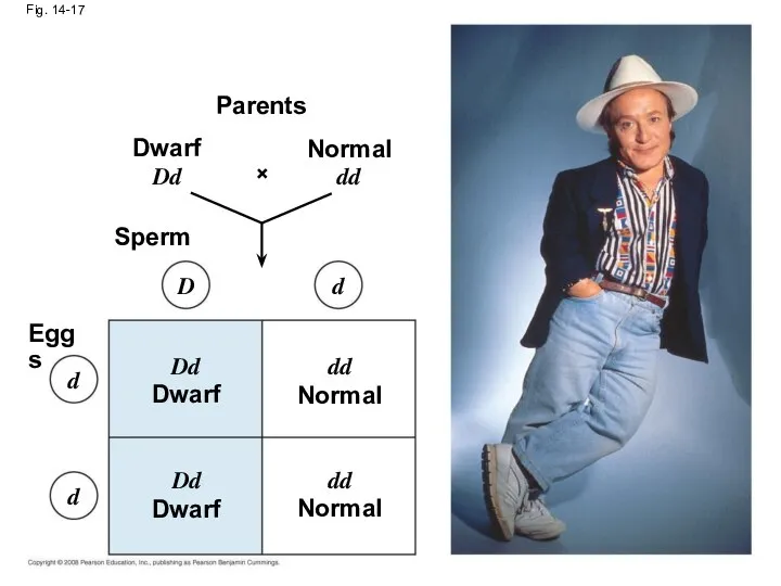 Fig. 14-17 Eggs Parents Dwarf Normal Normal Normal Dwarf Dwarf Sperm