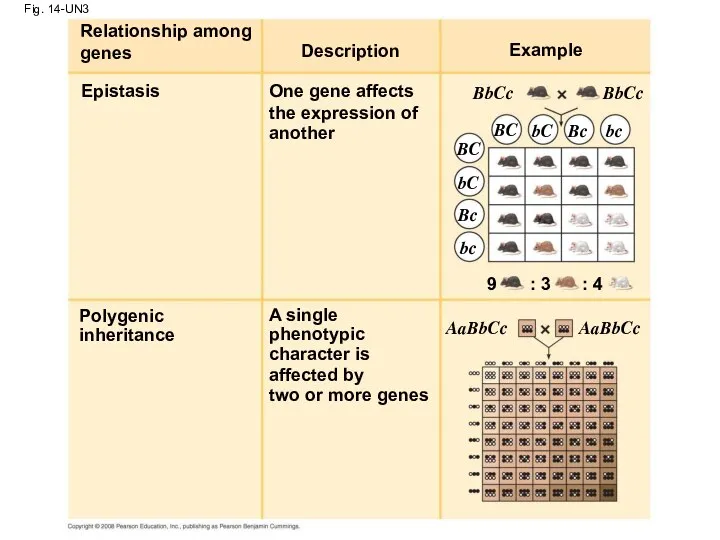 Fig. 14-UN3 Description Relationship among genes Epistasis One gene affects the