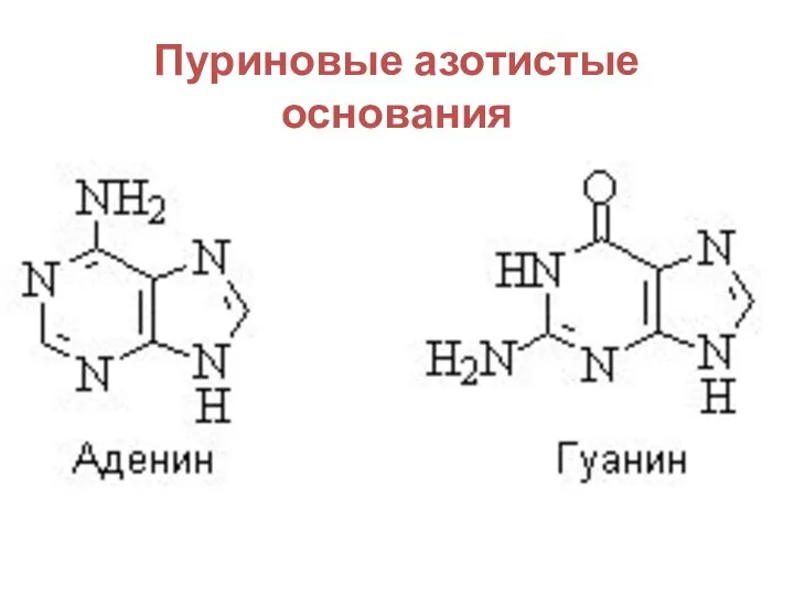 Пуриновые азотистые основания