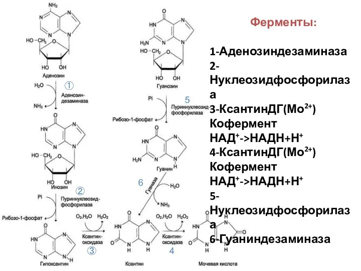 ① ② Ферменты: 1-Аденозиндезаминаза 2-Нуклеозидфосфорилаза 3-КсантинДГ(Мо2+) Кофермент НАД+->НАДН+Н+ 4-КсантинДГ(Мо2+) Кофермент НАД+->НАДН+Н+