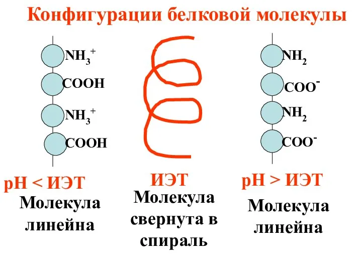 ИЭТ Молекула свернута в спираль Конфигурации белковой молекулы рН рН >