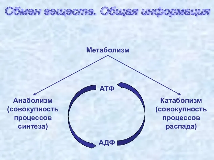 Обмен веществ. Общая информация Анаболизм (совокупность процессов синтеза) Метаболизм Катаболизм (совокупность процессов распада) АТФ АДФ