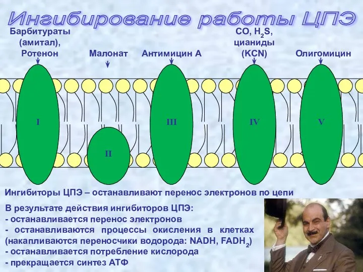 Ингибирование работы ЦПЭ I III IV II V Ингибиторы ЦПЭ –