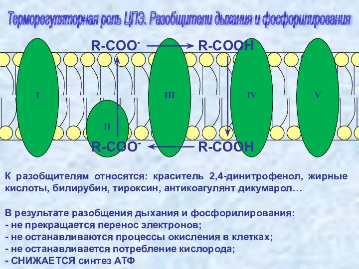 Терморегуляторная роль ЦПЭ. Разобщители дыхания и фосфорилирования I III IV II