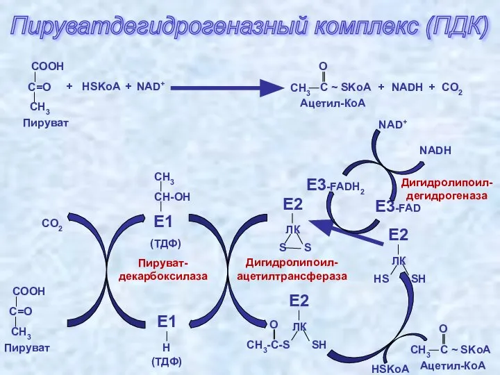 Пируватдегидрогеназный комплекс (ПДК) Ацетил-КоА HSKoA NAD+ NADH Пируват-декарбоксилаза Пируват CO2 Дигидролипоил-ацетилтрансфераза