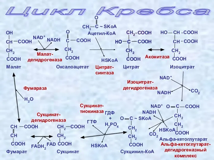 Цикл Кребса ГДФ + H3PO4 Оксалоацетат H2O Цитрат Изоцитрат Малат Альфа-кетоглутарат