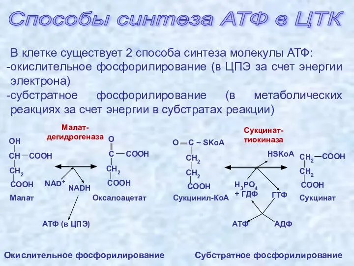 Способы синтеза АТФ в ЦТК В клетке существует 2 способа синтеза