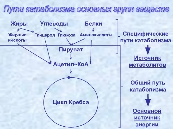 Пути катаболизма основных групп веществ Белки Углеводы Жиры Ацетил~КоА Пируват Общий