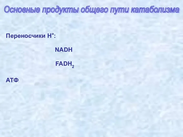 Основные продукты общего пути катаболизма АТФ NADH Переносчики H+: FADH2