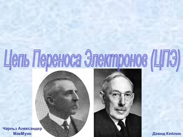 Цепь Переноса Электронов (ЦПЭ) Дэвид Кейлин Чарльз Александер МакМунн