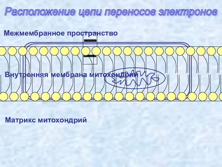 Расположение цепи переносов электронов Внутренняя мембрана митохондрий Межмембранное пространство Матрикс митохондрий