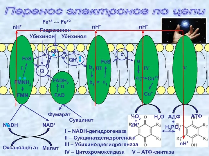 Перенос электронов по цепи I III IV II V Малат Оксалоацетат