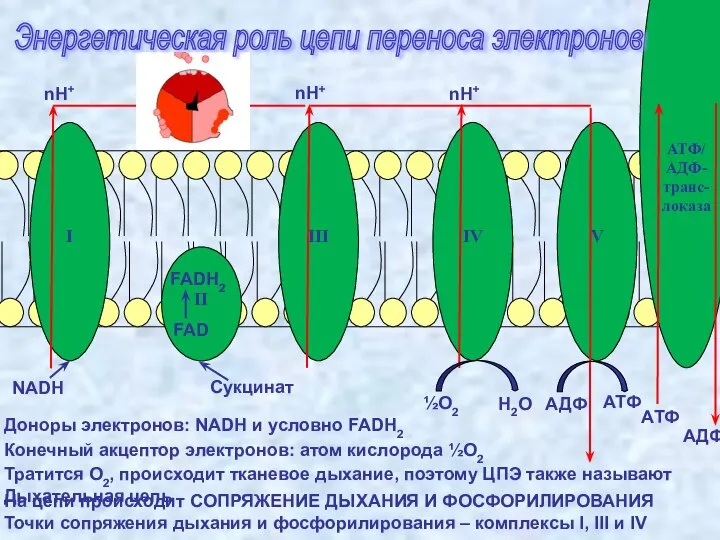 Доноры электронов: NADH и условно FADH2 I III IV II V