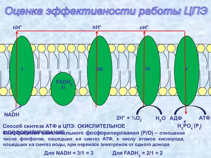 Оценка эффективности работы ЦПЭ I III IV II V nH+ 2H+