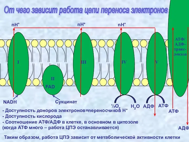 От чего зависит работа цепи переноса электронов - Доступность доноров электронов=переносчиков