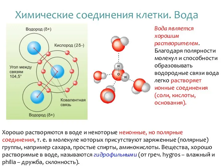 Химические соединения клетки. Вода Хорошо растворяются в воде и некоторые неионные,