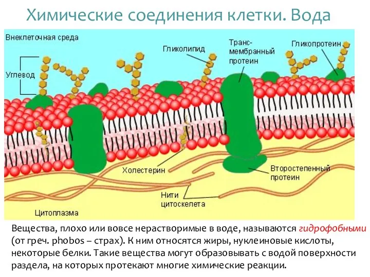 Химические соединения клетки. Вода Вещества, плохо или вовсе нерастворимые в воде,