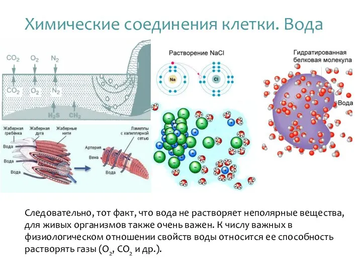 Химические соединения клетки. Вода Следовательно, тот факт, что вода не растворяет