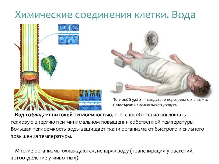 Вода обладает высокой теплоемкостью, т. е. способностью поглощать тепловую энергию при