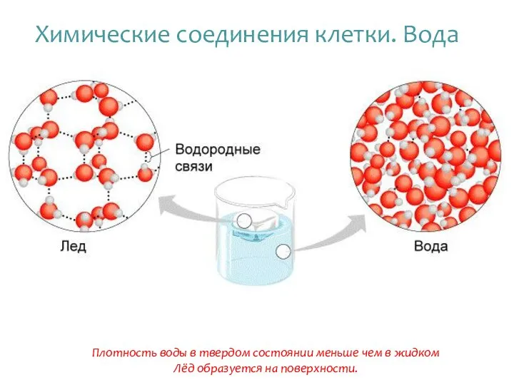 Плотность воды в твердом состоянии меньше чем в жидком Лёд образуется