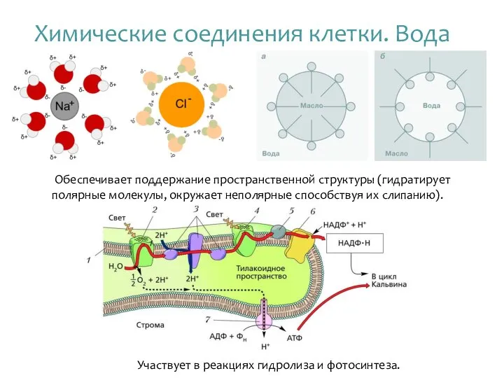 Химические соединения клетки. Вода Обеспечивает поддержание пространственной структуры (гидратирует полярные молекулы,