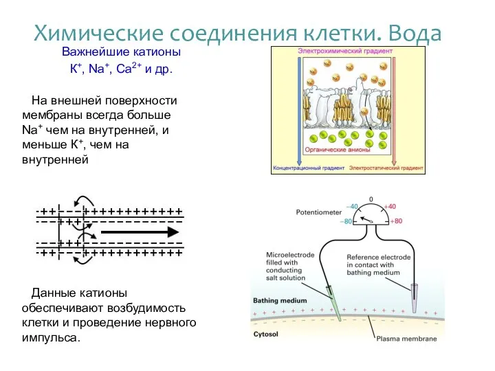 Важнейшие катионы К+, Na+, Ca2+ и др. Данные катионы обеспечивают возбудимость