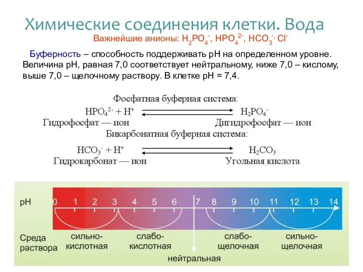 Важнейшие анионы: Н2РО4-, НРО42-, НСО3-, Сl- Буферность – способность поддерживать рН