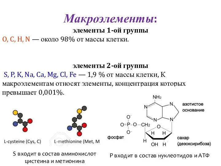 Макроэлементы: элементы 1-ой группы O, C, H, N — около 98%